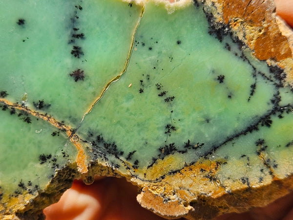 Polished Dendritic Chrysoprase slab CH473