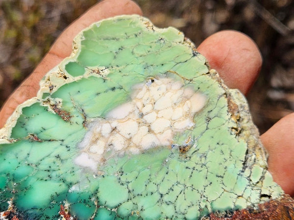 Polished Chrysoprase slab CH472