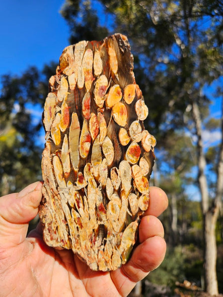 Polished Peanut Wood slab PW342