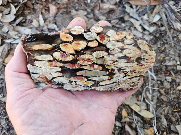 Polished Peanut Wood slab PW342