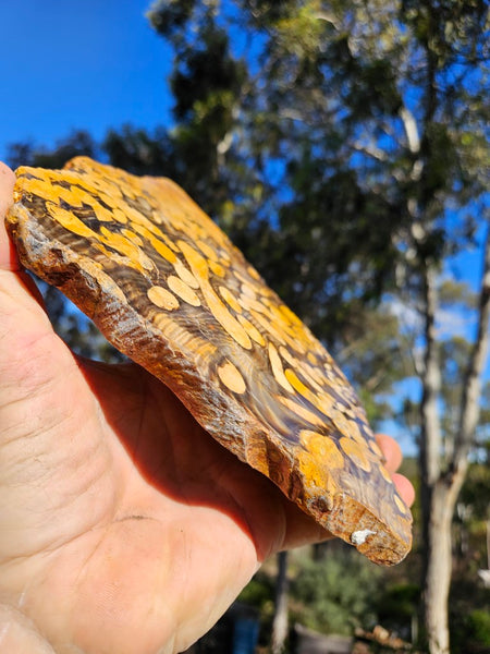 Polished Peanut Wood slab PW343