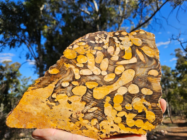 Polished Peanut Wood slab PW343