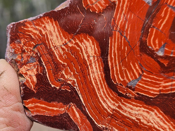 Polished  Snakeskin Jasper slab SS190