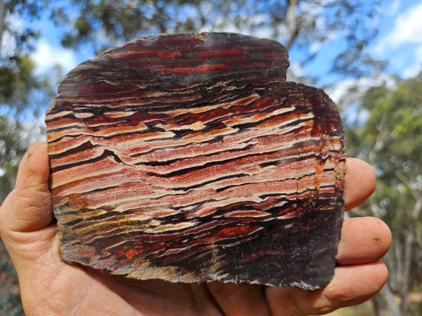 Polished Snakeskin Jasper slab  SS194