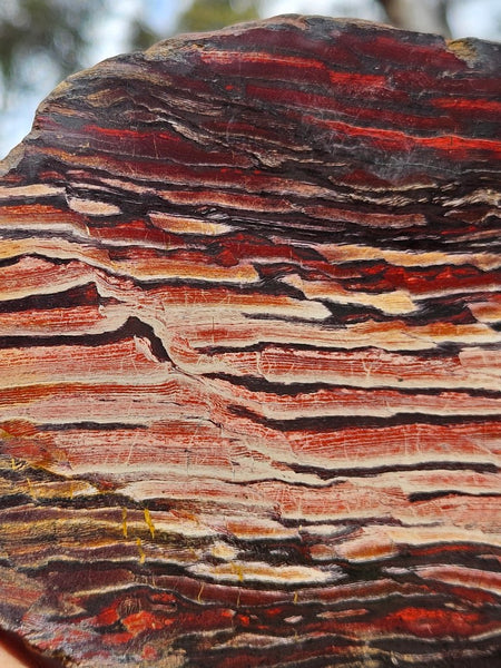 Polished Snakeskin Jasper slab  SS194