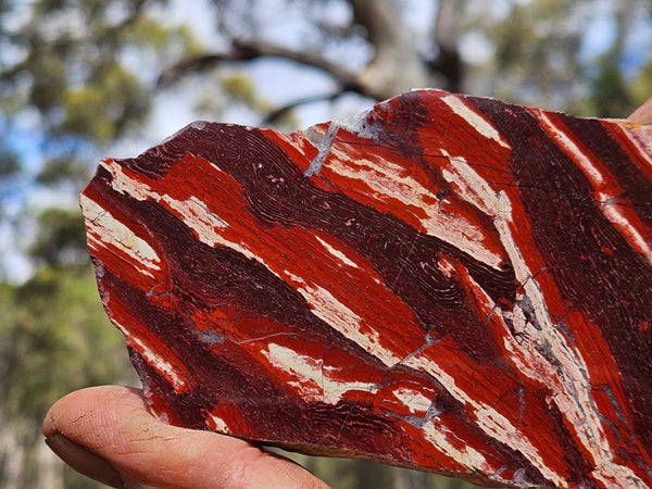 Polished  Snakeskin Jasper slab SS191