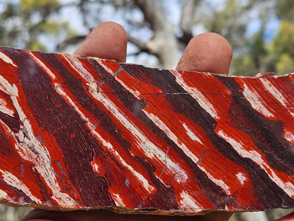 Polished  Snakeskin Jasper slab SS191