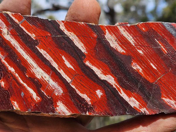 Polished  Snakeskin Jasper slab SS191