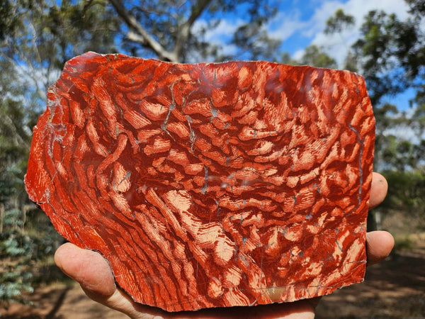 Polished  Snakeskin Jasper slab SS193