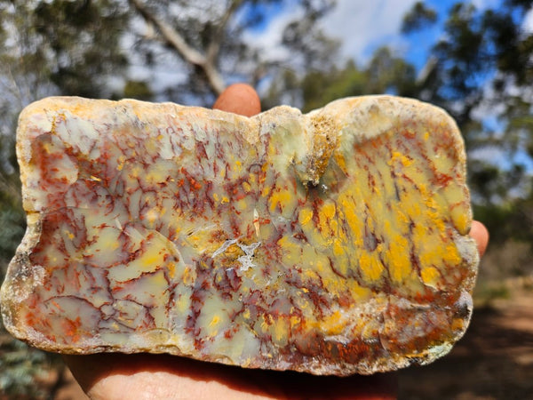 Polished Dendritic Opal DO213