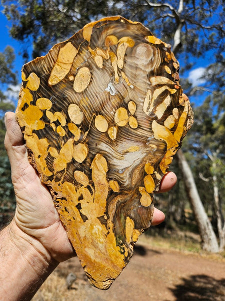 Polished Peanut Wood slab PW345