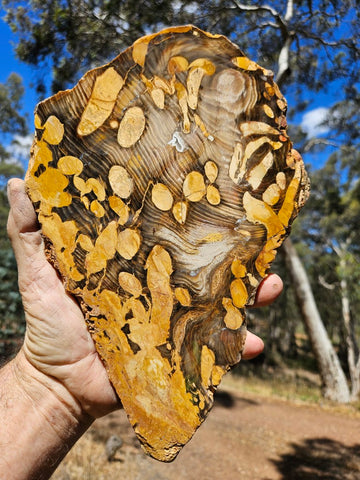 Polished Peanut Wood slab PW345