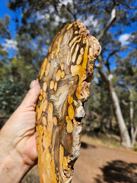 Polished Peanut Wood slab PW345