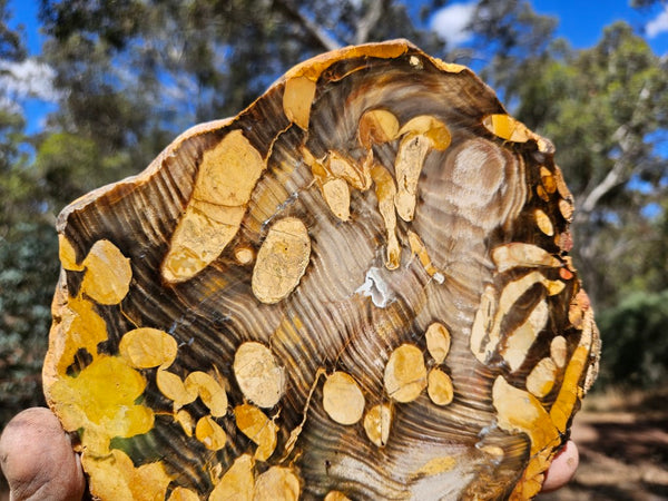 Polished Peanut Wood slab PW345