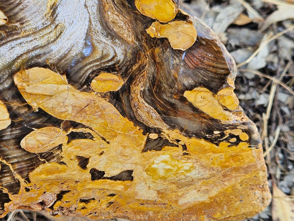 Polished Peanut Wood slab PW345