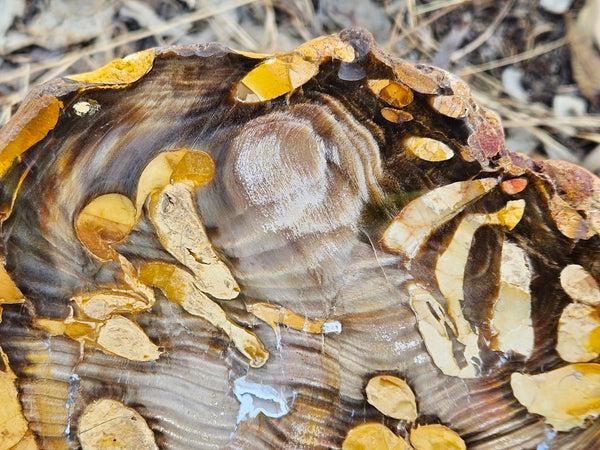 Polished Peanut Wood slab PW345