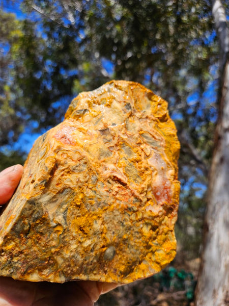 Crazy Lace Agate rough.  CLR 126