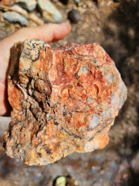 Crazy Lace Agate rough.  CLR 129