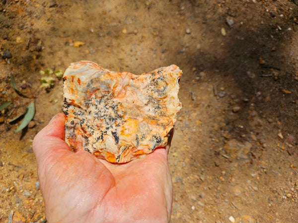 Crazy Lace Agate rough.  CLR 129