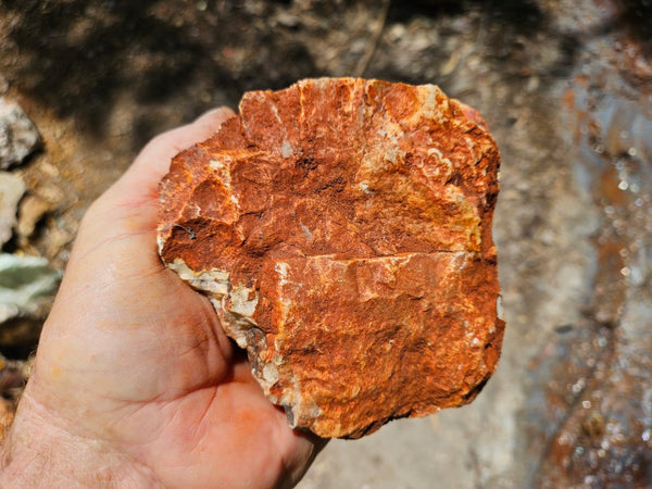 Crazy Lace Agate rough.  CLR 130