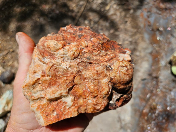 Crazy Lace Agate rough.  CLR 130