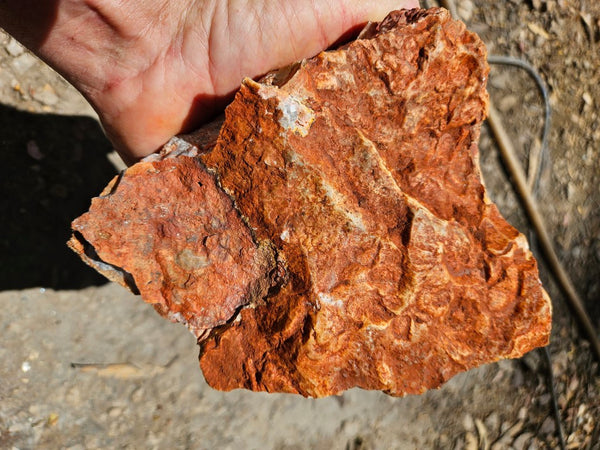 Crazy Lace Agate rough.  CLR 131