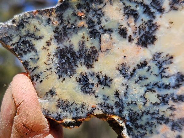 Polished Dendritic Opal DO215