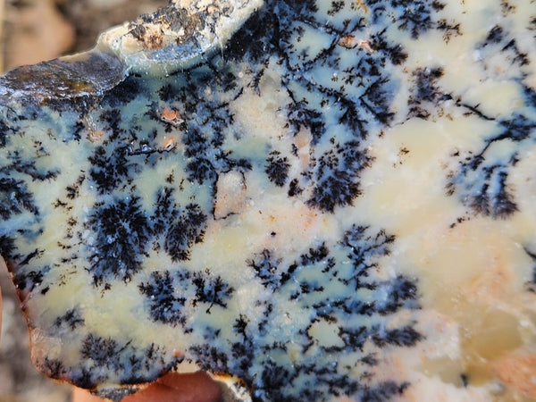 Polished Dendritic Opal DO215