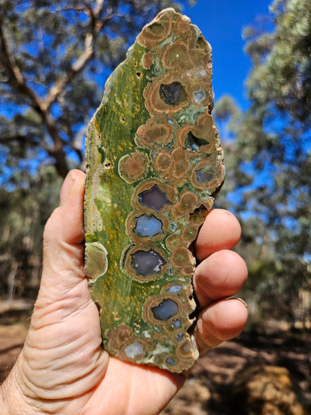 Polished Rainforest Jasper slab RFJ148