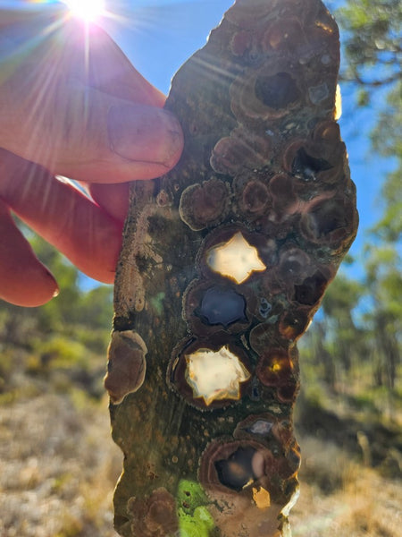 Polished Rainforest Jasper slab RFJ148