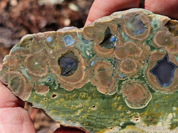 Polished Rainforest Jasper slab RFJ148