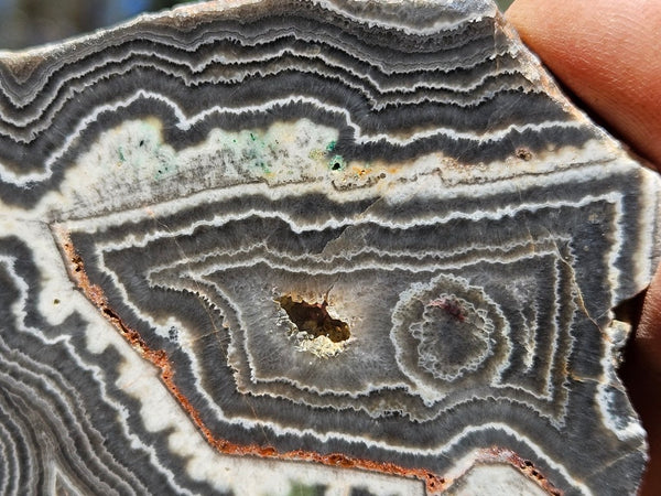 Polished Wyloo Agate slab WA143