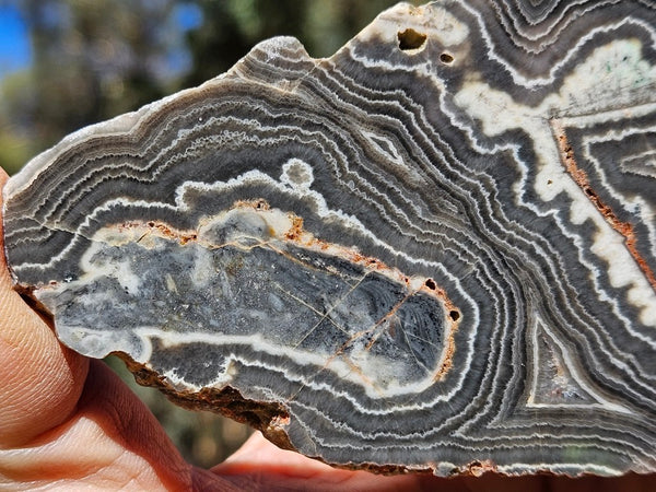 Polished Wyloo Agate slab WA143