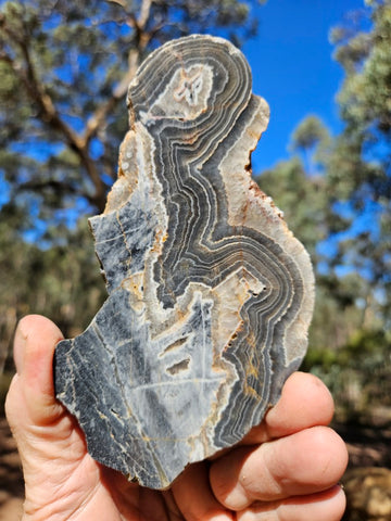 Polished Wyloo Agate slab WA144