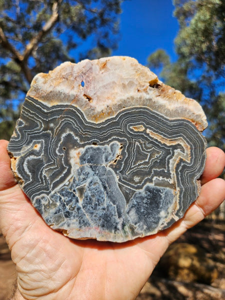 Polished Wyloo Agate slab WA145