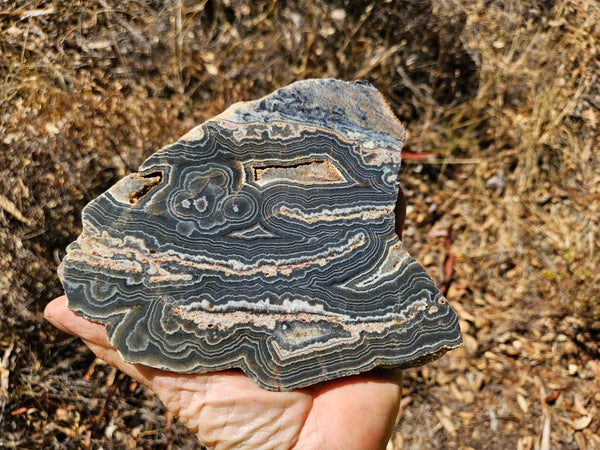 Polished Wyloo Agate slab WA146