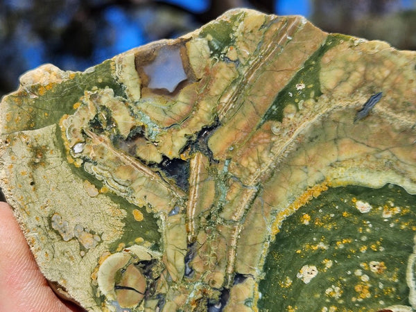 Polished Rainforest Jasper slab RFJ149