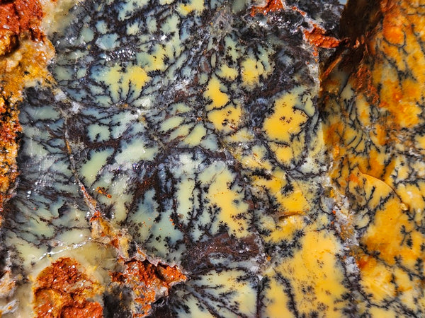 Dendritic Opal  rough.  DOR253