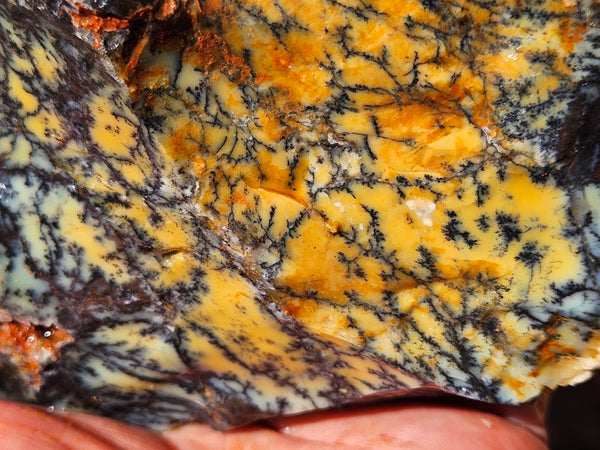 Dendritic Opal  rough.  DOR253