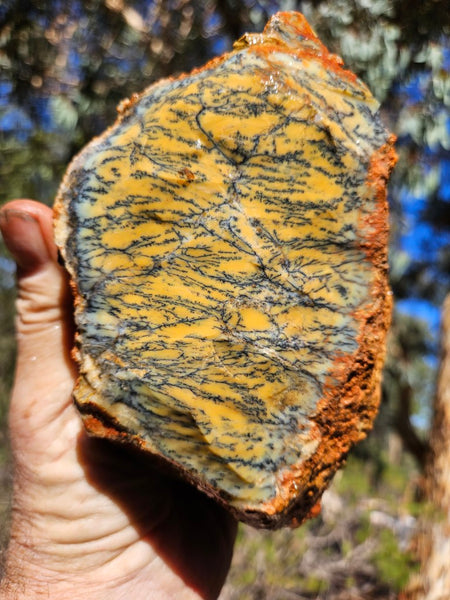 Dendritic Opal  rough.  DOR258