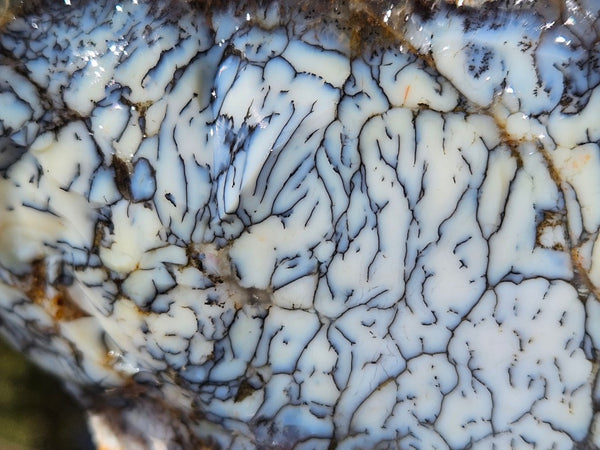 Dendritic Opal  rough.  DOR254