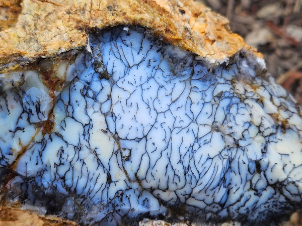 Dendritic Opal  rough.  DOR254