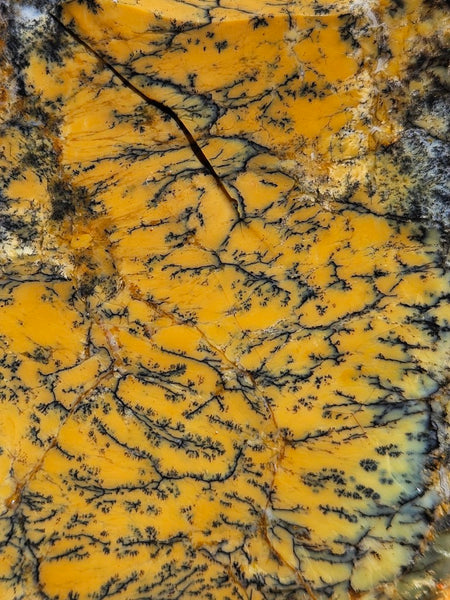 Dendritic Opal  rough.  DOR255