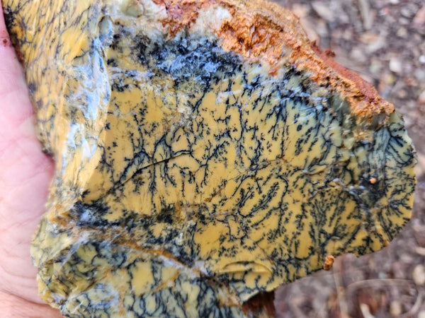 Dendritic Opal  rough.  DOR255