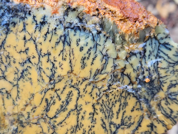 Dendritic Opal  rough.  DOR255