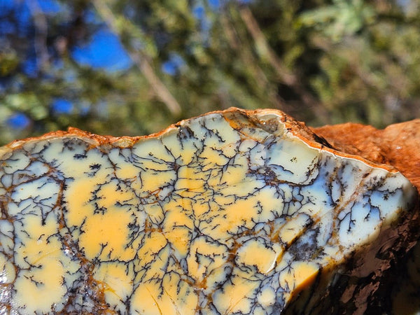 Dendritic Opal  rough.  DOR257