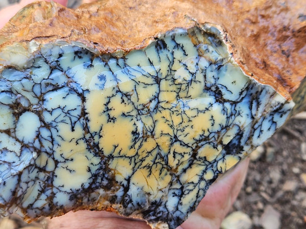 Dendritic Opal  rough.  DOR257