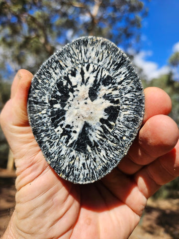 Polished Orbicular Granite. OG205