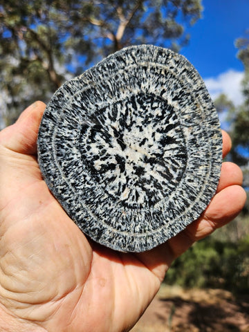 Polished Orbicular Granite. OG206