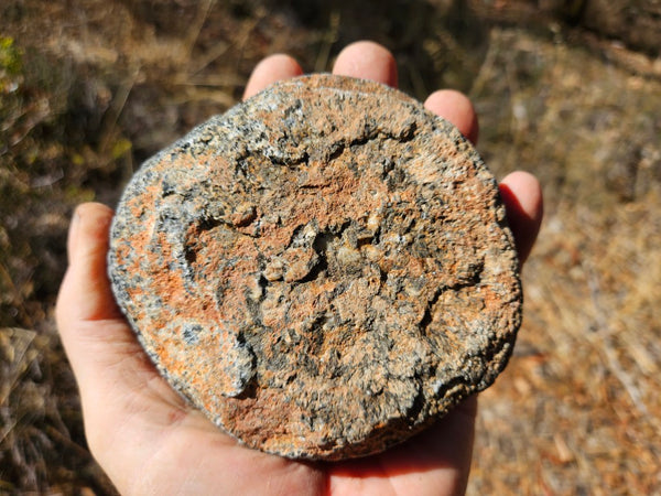 Polished Orbicular Granite. OG206